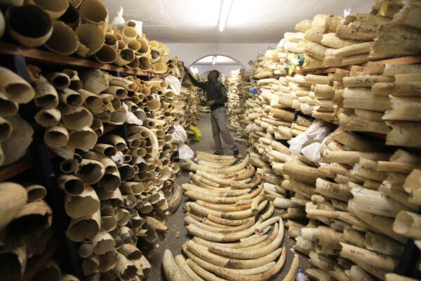 A Zimbabwe National Parks official looks over the country's ivory stockpile at the Zimbabwe National Parks Headquarters in Harare, Zimbabwe on June, 2, 2016. (Tsvangirayi Mukwazh/AP Photo)