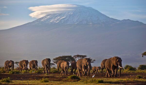 A herd of adult and baby elephants walks in the dawn light as the highest mountain in Africa, Tanzania's Mount Kilimanjaro, is seen in the background, in Amboseli National Park, southern Kenya on Dec.17, 2012. (Ben Curtis/AP Photo)