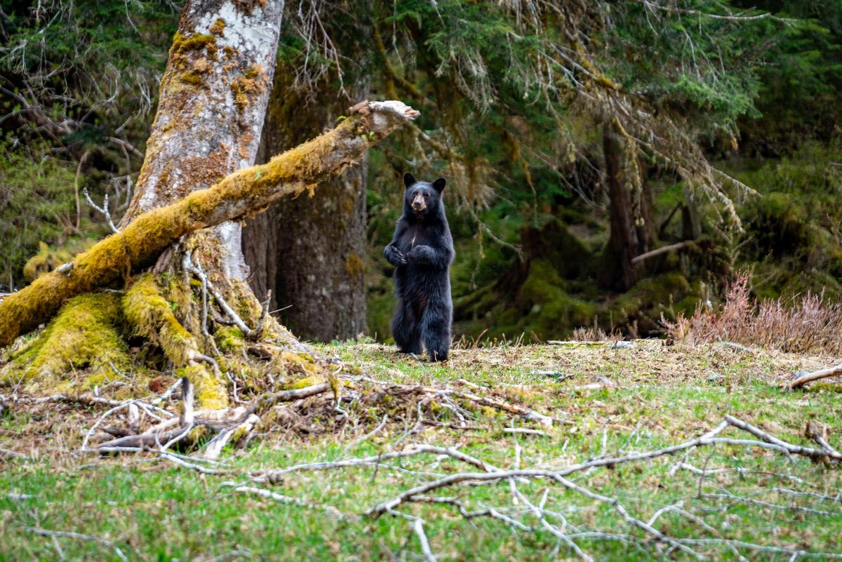 A black bear in the Olympic forest. (Courtesy of Nate Brown)