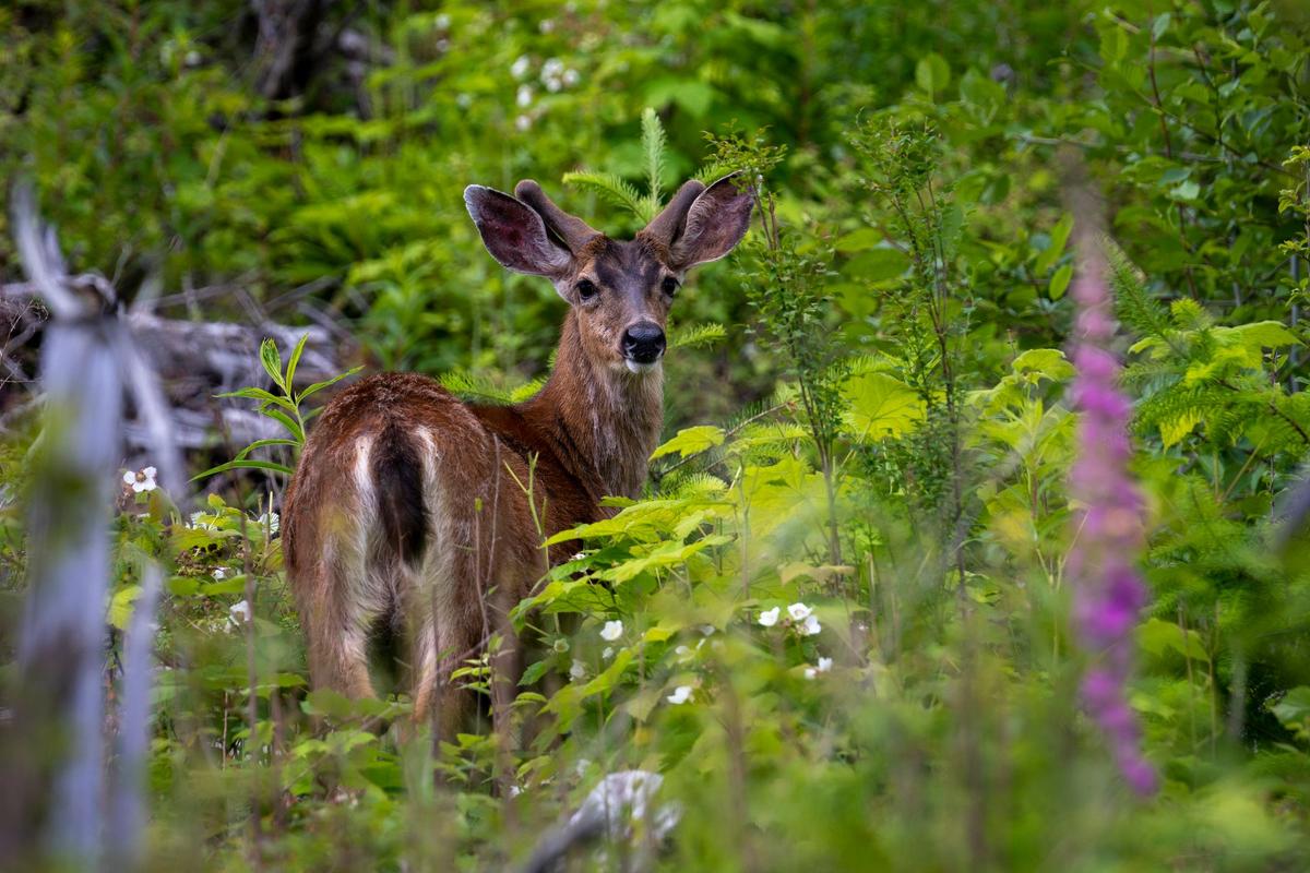 A deer in the Olympic forest. (Courtesy of Nate Brown)