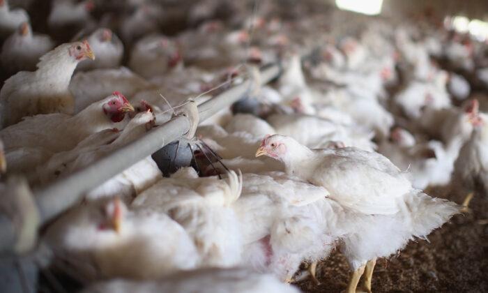 Highly Lethal Bird Flu Spreads to Iowa Backyard Poultry Flock