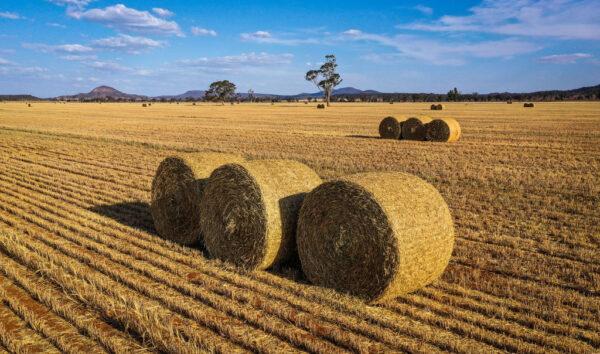 Bails of hay sit in a paddock containing a failed wheat crop on farmer Trevor Knapman's property in Gunnedah, New South Wales, Australia, on Oct. 4, 2019. (David Gray/Getty Images)