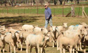 ‘Once-in-a-Generation’: Sheep Sector Calls for Meaningful Australia-EU Free Trade Deal