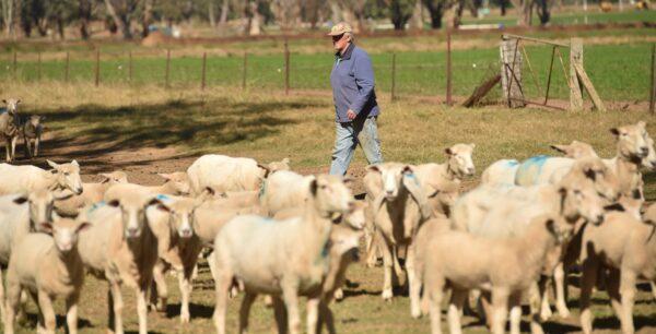 Australian farmer Kevin Tongue herds sheep at his property near the rural city of Tamworth, in NSW, Australia, on May 4, 2020. (Peter Parks/AFP via Getty Images)