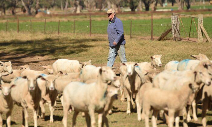 ‘Pantomime’: Opposition Leader Vows to Fight Back Labor’s Sheep Live Export Shutdown