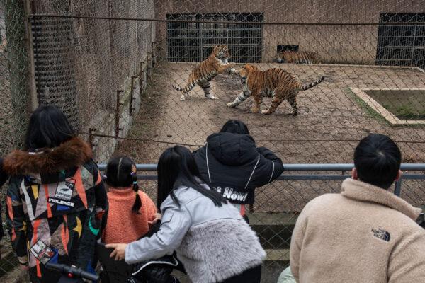 Visitors watch as tigers wrestle inside their enclosure at Jiufeng Forest Zoo during the first day of the Spring Festival in Wuhan, China, on Feb. 1, 2022. (Getty Images)