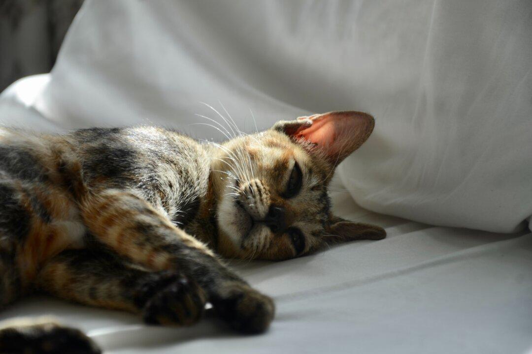 When a Family Pet Dies, Other Pets Grieve, Too