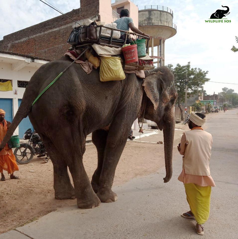 Lakshmi prior to her rescue. (Courtesy of <a href="https://wildlifesos.org/">Wildlife SOS</a>)