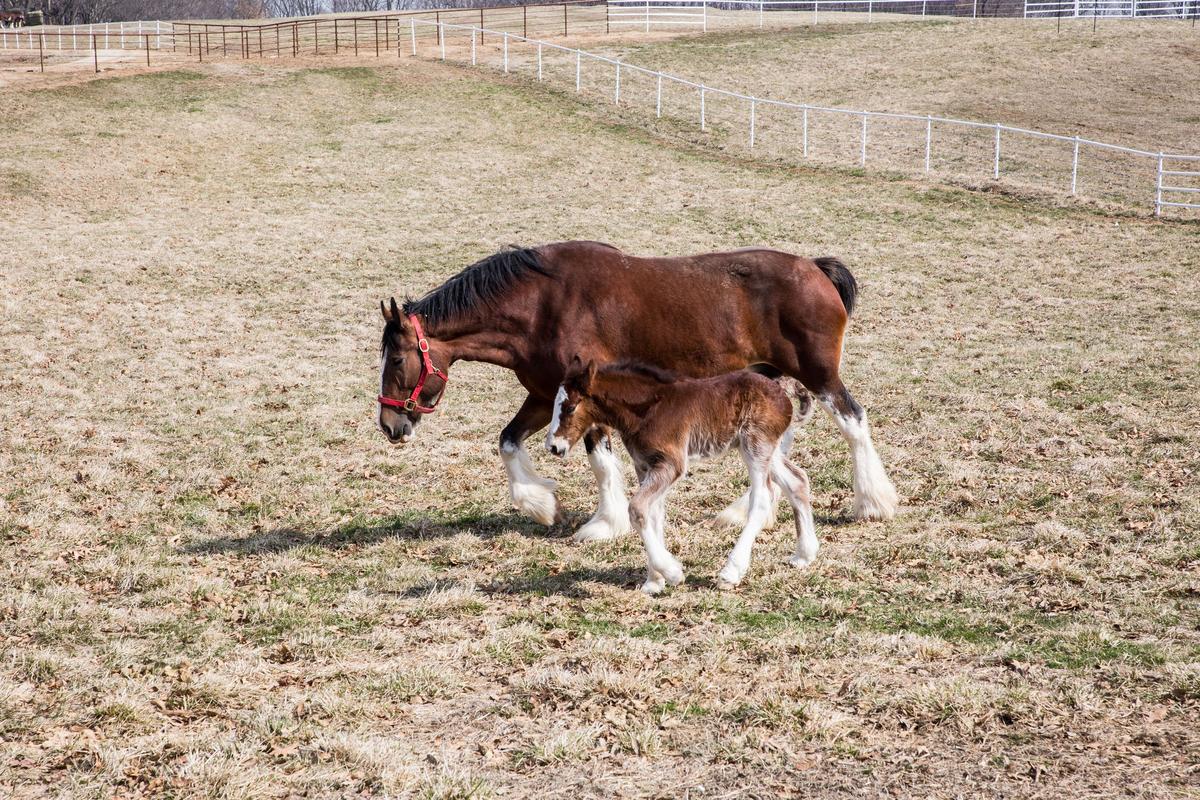 The ranch produces up to 30 foals a year, some of which go on to become iconic Clydesdales that pull Budweiser's beer wagons. (Courtesy of Warm Springs Ranch)