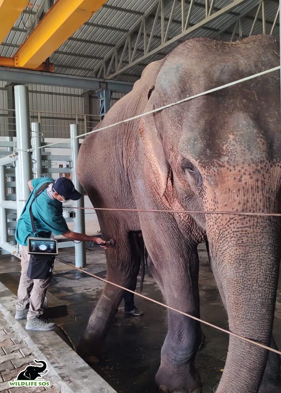 Lakshmi receiving laser therapy treatment. (Courtesy of <a href="https://wildlifesos.org/">Wildlife SOS</a>)