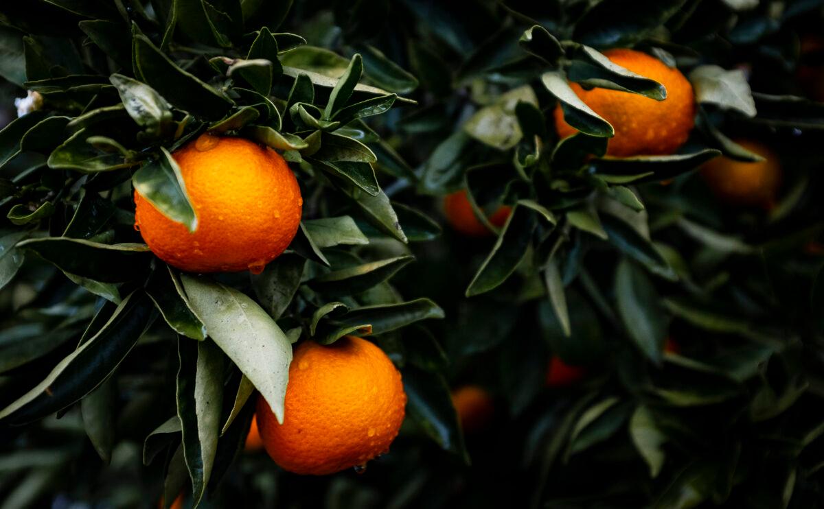 Tangerines grow on trees in Temecula, Calif. on Dec. 25, 2021. (John Fredricks/The Epoch Times)