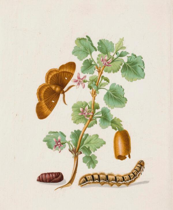 "Metamorphosis of the Oak Eggar on a Sprig of Gooseberry Blossom" by Maria Sibylla Merian. Watercolor and bodycolor on parchment;  7 7/8 inches by 6 1/2 inches. Private collection. (Courtesy of Mauritshuis, The Hague)
