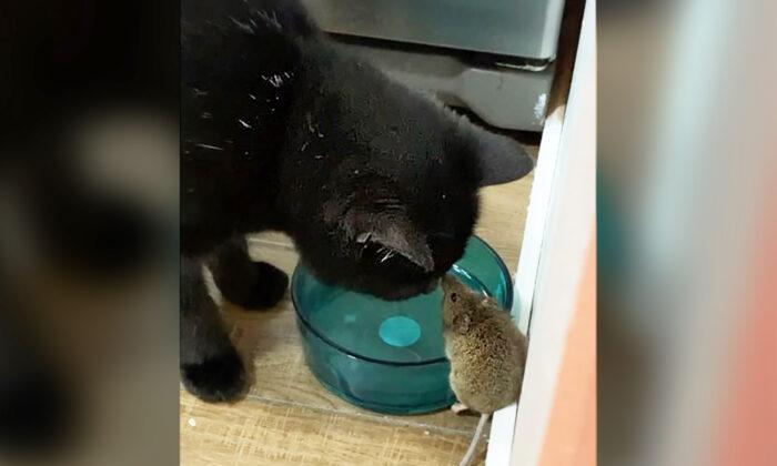 Man Spots His Cat Befriending Mouse in Their House Instead of Catching It—And the Video Goes Viral