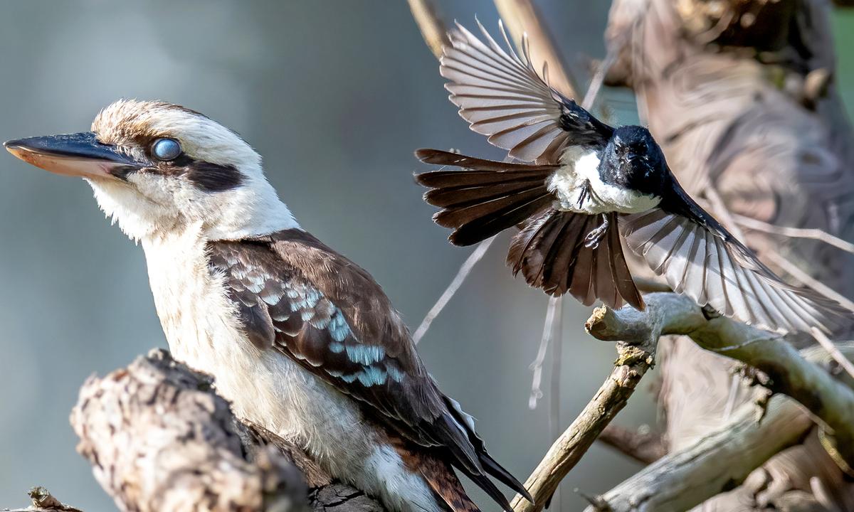 This Laughing Kookaburra Chose the 'Wrong Tree' to Land In, and Wagtails Didn't Like It