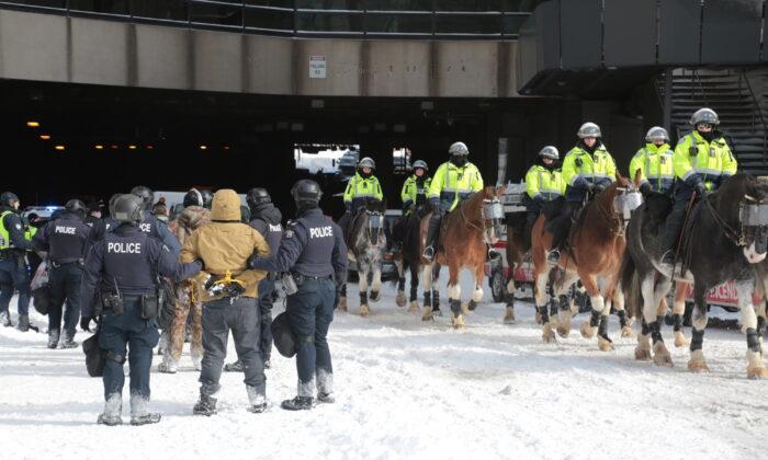Investigation Into Ottawa Horse Trampling Incident Closed as Injury Deemed Not Serious
