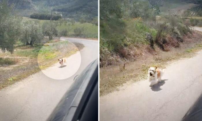 Homeless Dog Chases Traveling Couple’s Van in Countryside—So They Stop and Adopt Her Into Their Family