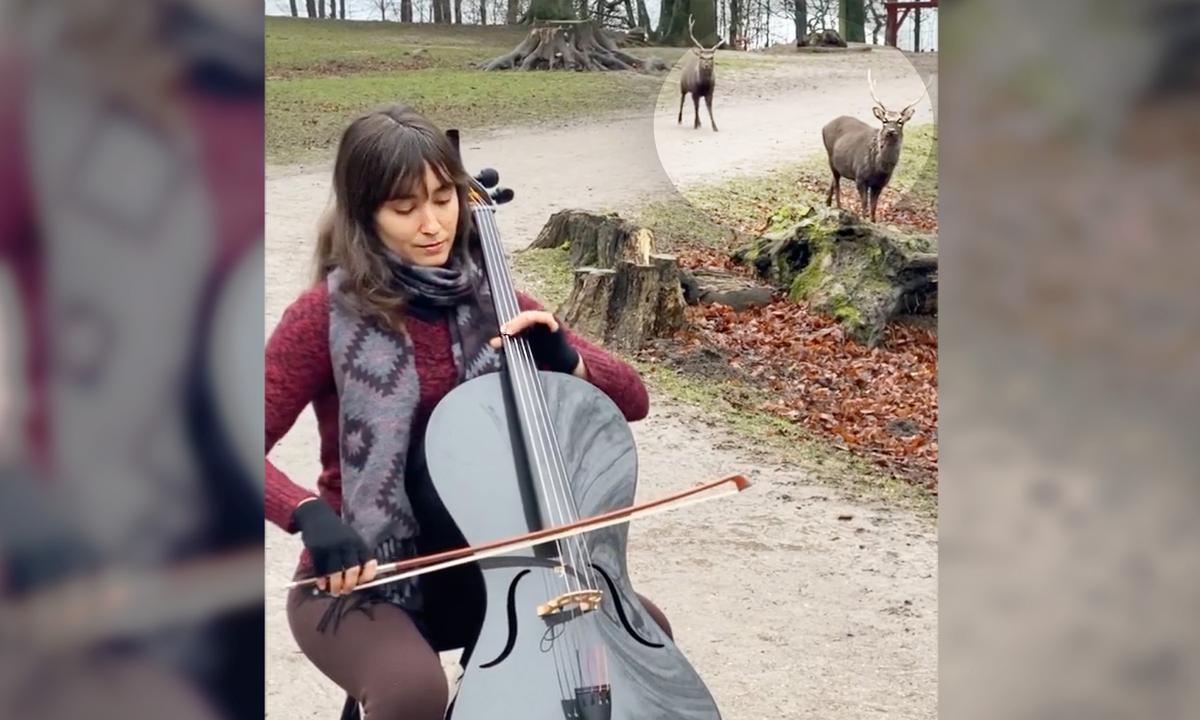 VIDEO: Pair of Deer Enchanted by Cellist's Music Wander Up to Hear Her Playing Bach in the Park—And Go Viral