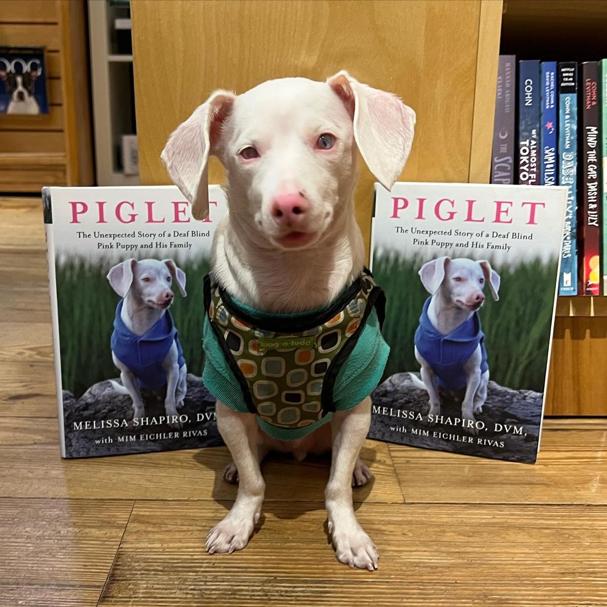 (Courtesy of <a href="https://www.instagram.com/pinkpigletpuppy/">Piglet, deaf blind pink puppy</a>)
