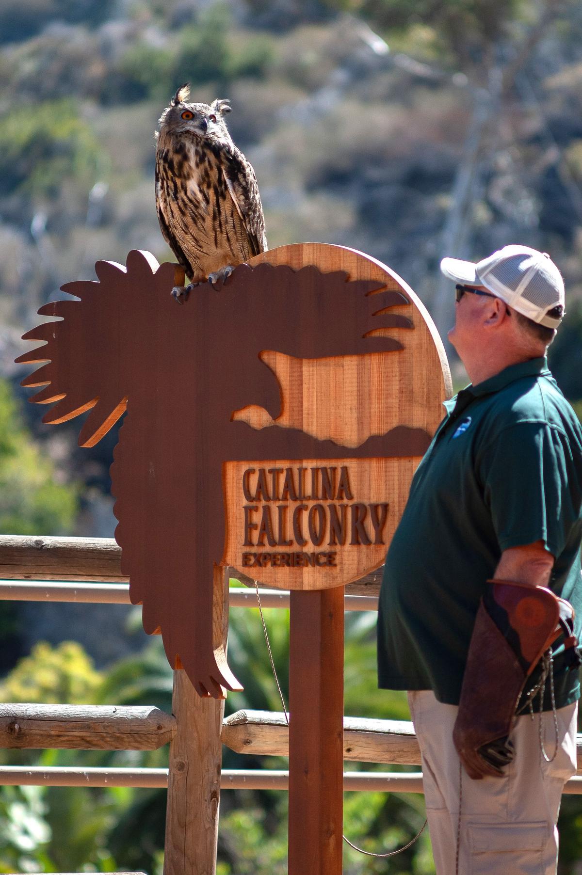 Falconer Dave Long and his Eurasian eagle-owl at the Catalina Falconry Experience in Descanso Beach. (Jeff Perkin for American Essence)