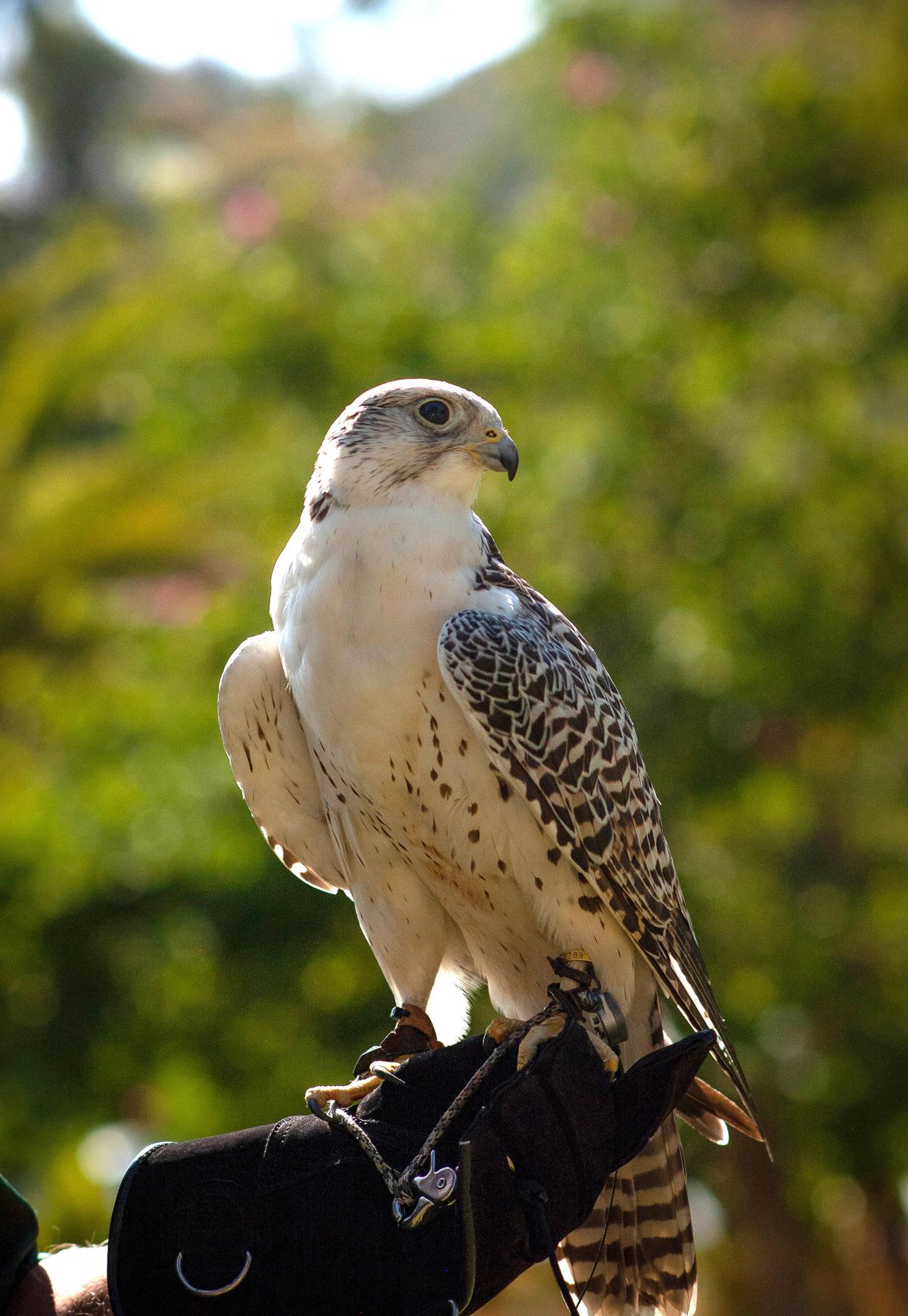 The Gyrfalcon is the largest falcon species in the world. (Jennifer Schneider for American Essence)