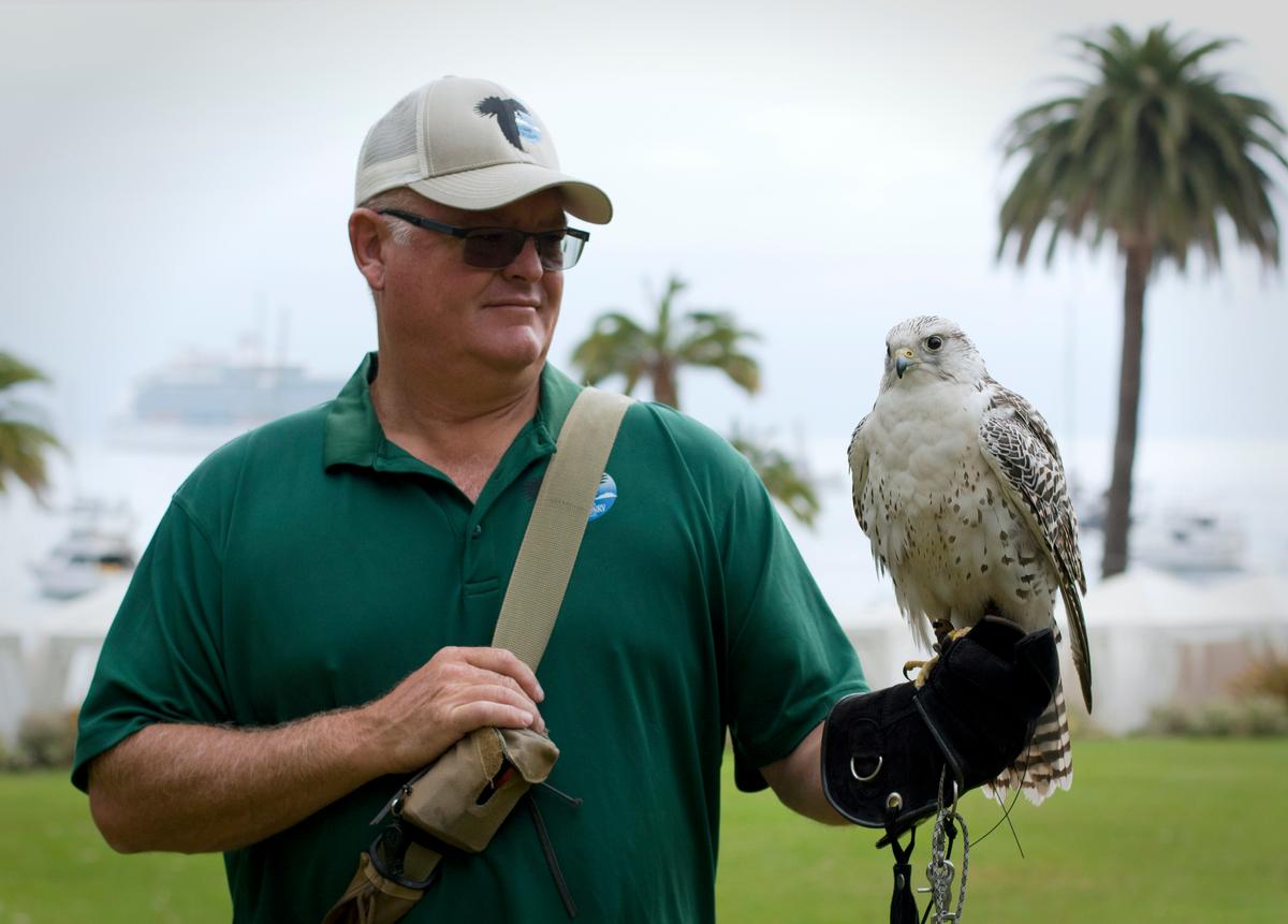 Catalina Island falconer, Dave Long, and his Gyrfalcon at Descanso Beach in Avalon. (Jennifer Schneider for American Essence)