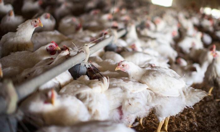 American Poultry Supply Threatened by Avian Flu