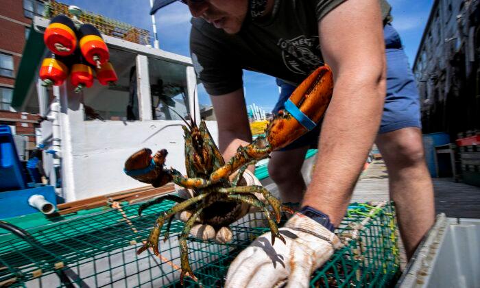 China Accused of Failing to Buy More Maine Lobster