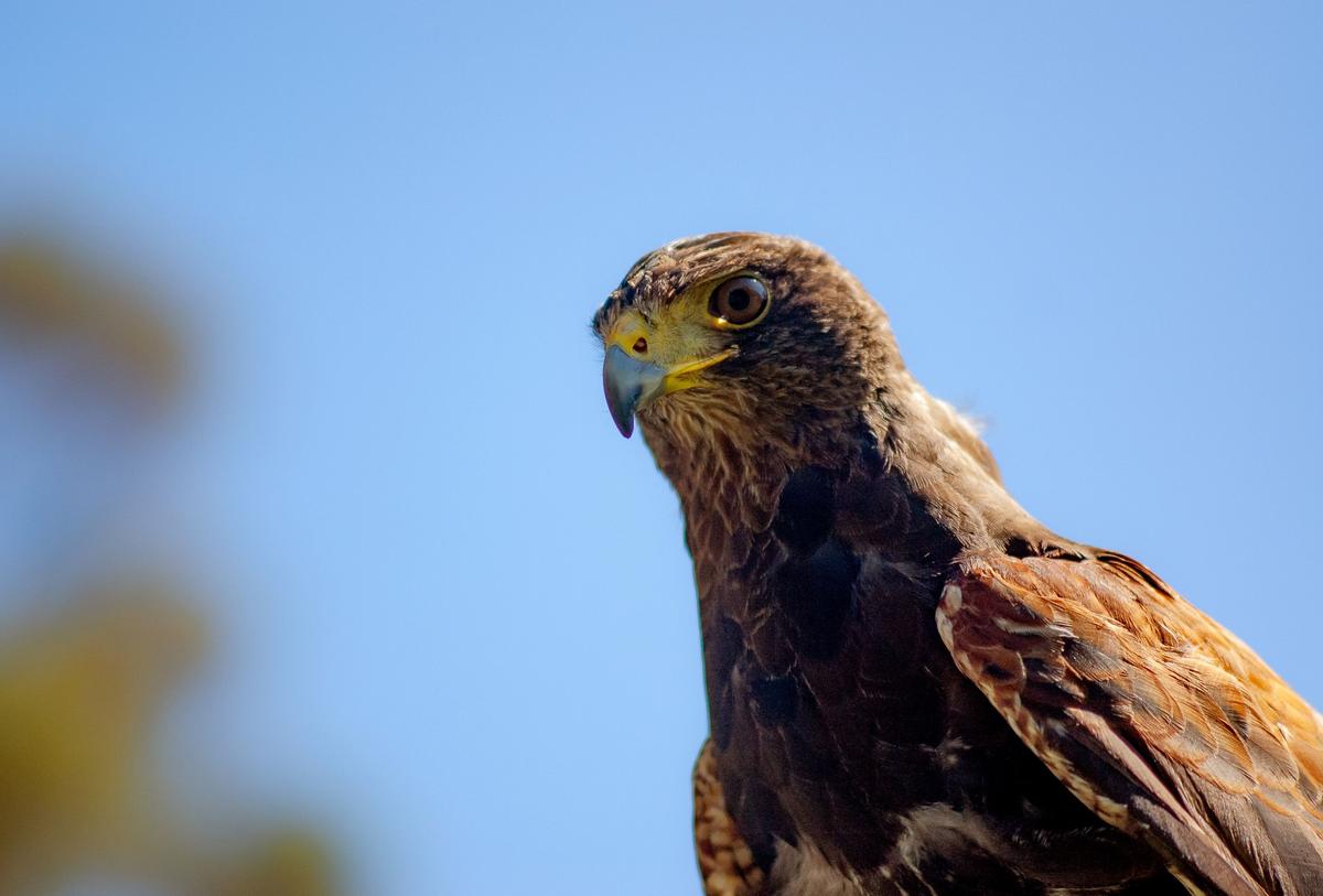 The Southwestern Harris Hawk is one of the most social raptors; they are often seen in groups of three or more hunting cooperatively. (Jennifer Schneider for American Essence)