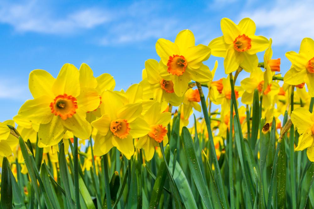 Daffodils. (Andrew Balcombe/Shutterstock)