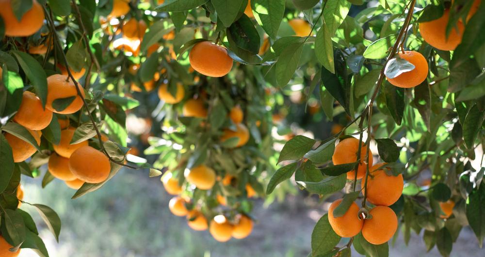Tangerines. (Vered sh/Shutterstock)