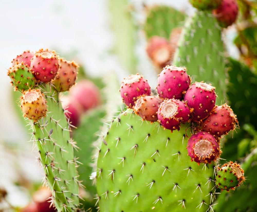 Prickly pear cactus. (fischers/Shutterstock)