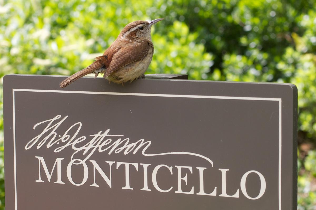  Carolina Wren sitting atop the entrance sign to Monticello. (Alan Levine)