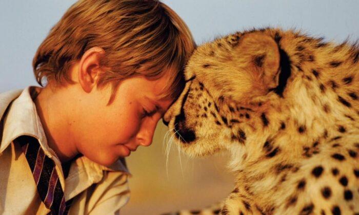 Popcorn and Inspiration: ‘Duma:’ Director Carroll Ballard’s Primo Shaggy Cheetah Story