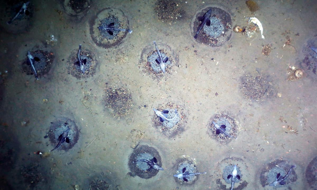 Antarctic Researchers Discover Largest Nesting Ground of ‘White Blooded’ Icefish in the World 500m Below Weddell Sea