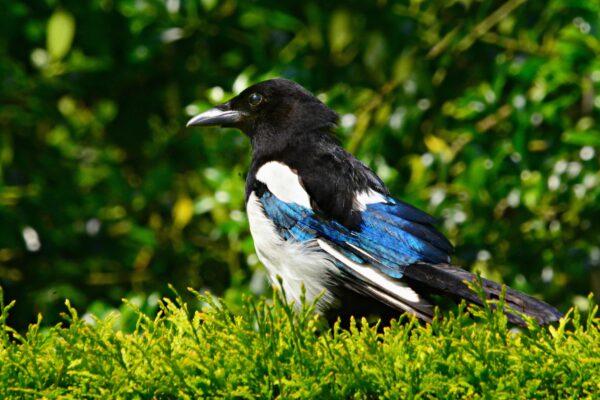 Magpies are highly intelligent and are one of the rare animals that can recognise their own reflections in the mirror. (Mabel Amber/Pixabay)