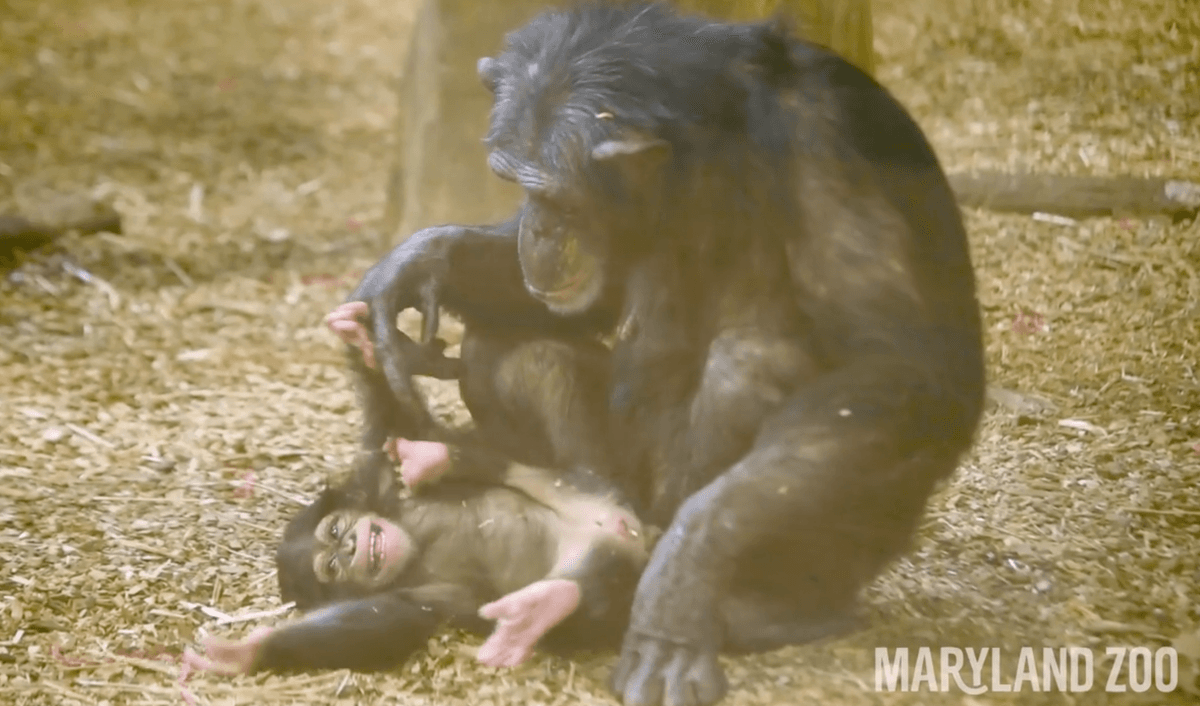 (Courtesy of <a href="https://www.marylandzoo.org/">The Maryland Zoo in Baltimore</a>)