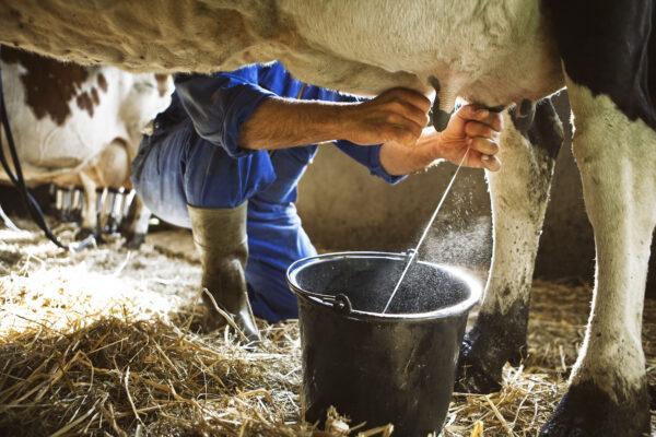 If you have never had the opportunity to drink raw milk, start with a small amount and proceed slowly with care. By Zacchio/Shutterstock