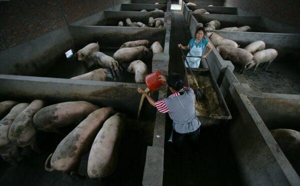 Workers feed pigs in a pig farm in Chongqing, China, on July 10, 2007. (China Photos/Getty Images)