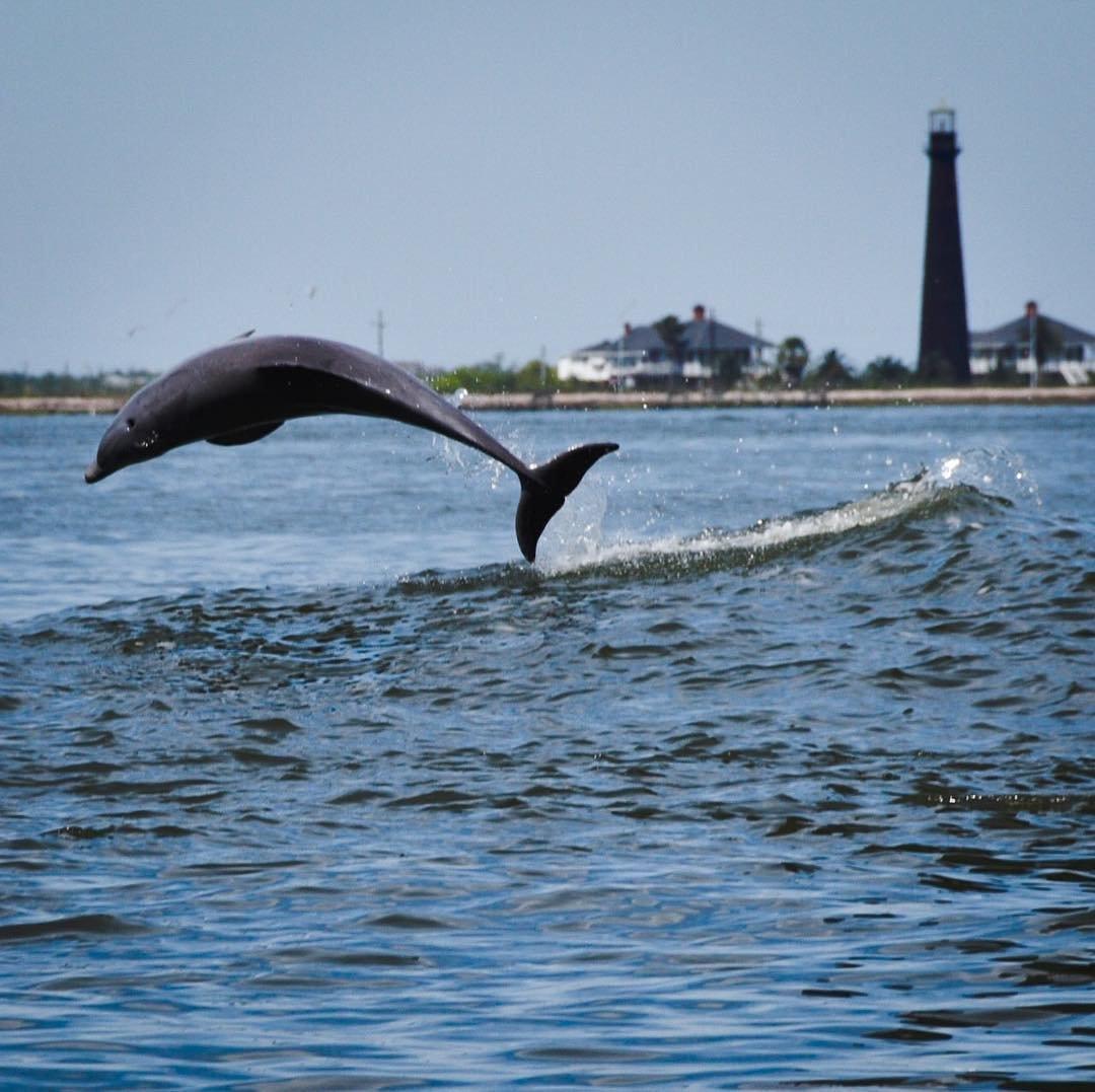 Dolphins jumping in the water near Galveston, Texas. (Visit Galveston)