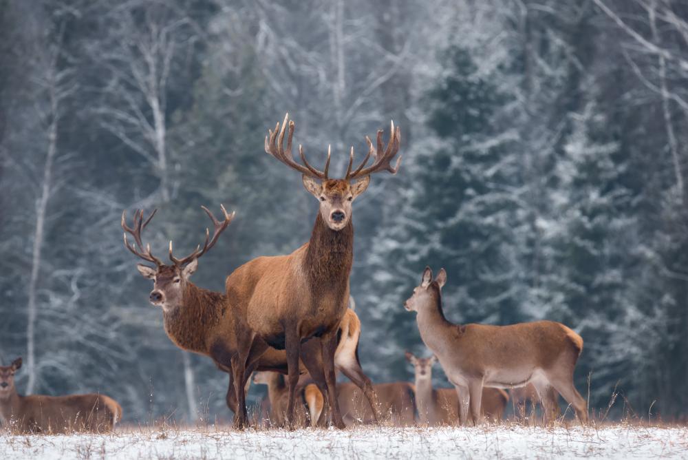 A herd of elk in winter. (Vlad Sokolovsky/Shutterstock)