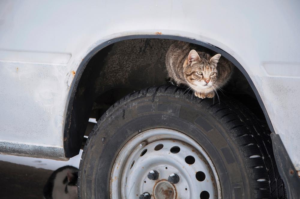 Outdoor cats often climb under the car hood to snuggle next to the warm engine. Make sure to shoo them away before starting your car. (mojahata/Shutterstock)