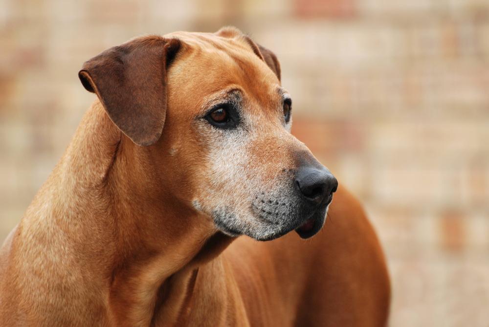 One study found an association between early graying and anxiety, fear, and impulsive behavior in dogs. (Anke van Wyk/Shutterstock)