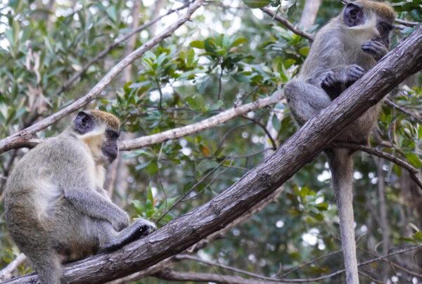 Two vervet monkeys sit on a tree limb near the Fort Lauderdale Airport. Feb. 25, 2022 (Jann Falkenstern/The Epoch Times)