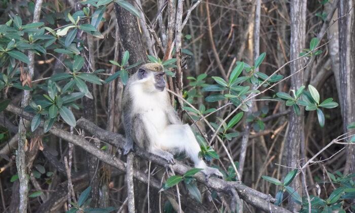 Florida Monkeys Thriving in the Wild for Seven Decades