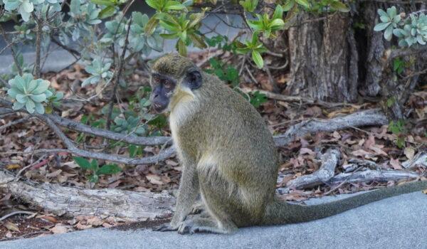 Vervet monkey sits in the parking lot at the Fort Lauderdale Airport waiting for food. Feb. 25, 2022 (Jann Falkenstern/The Epoch Times)