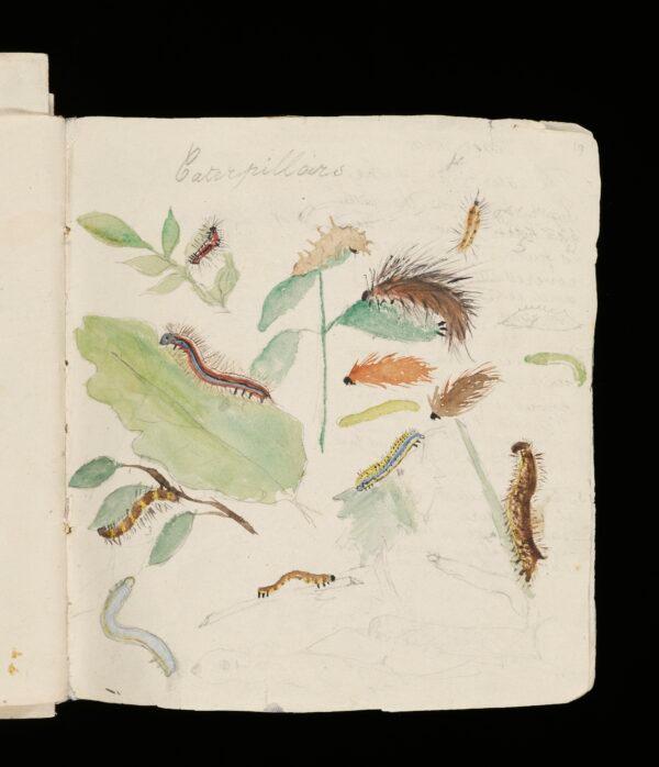 Page from a sketchbook, circa 1875, by Beatrix Potter. Watercolor over pencil on paper. Leslie Linder bequest, Victoria and Albert Museum, London. (Victoria and Albert Museum, London)
