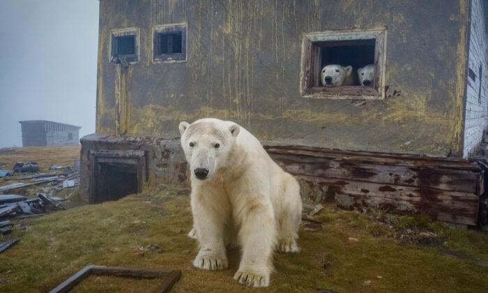 Photographer Finds Pack of Polar Bears Huddling in Old Soviet Dwellings on Lost Arctic Island in Russia