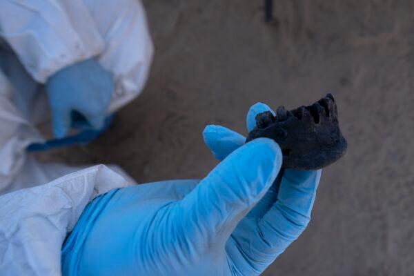 A forensic technician holds a charred jawbone found during an excavation on a plot of land referred to as a cartel "extermination site" where burned human remains are buried, on the outskirts of Nuevo Laredo, Mexico on Feb. 8, 2022. (Marco Ugarte/AP Photo)