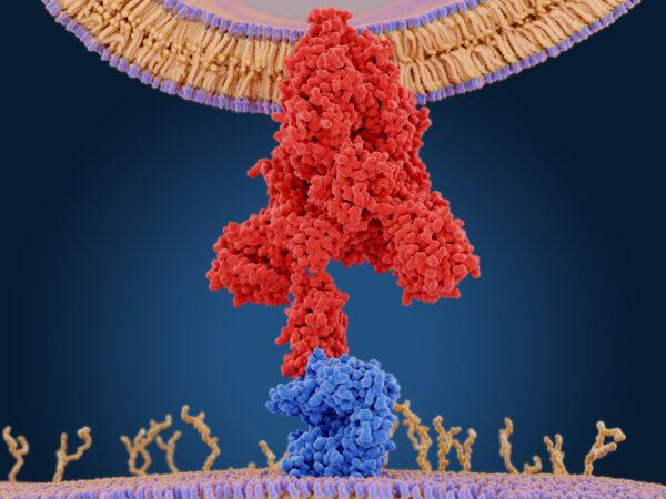 The coronavirus spike protein (red) mediates the virus entry into host cells. It binds to the angiotensin converting enzyme 2 (blue) and fuses viral and host membranes. (Juan Gaertner/Shutterstock)