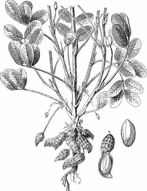 Peanut (Arachis hypogaea) / vintage illustration from Meyers Konversations-Lexikon 1897. (Hein Nouwens/Shutterstock)